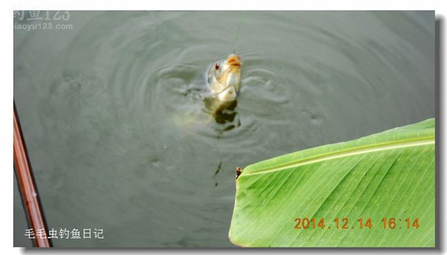 垂钓太平湖对战三种对象鱼三角鲫鱼、罗非鱼、鲤鱼