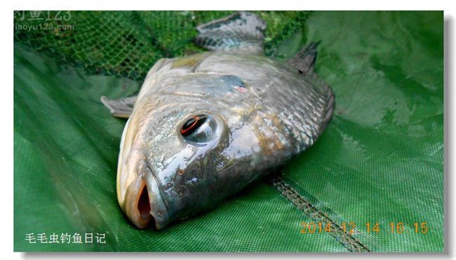 垂钓太平湖对战三种对象鱼三角鲫鱼、罗非鱼、鲤鱼