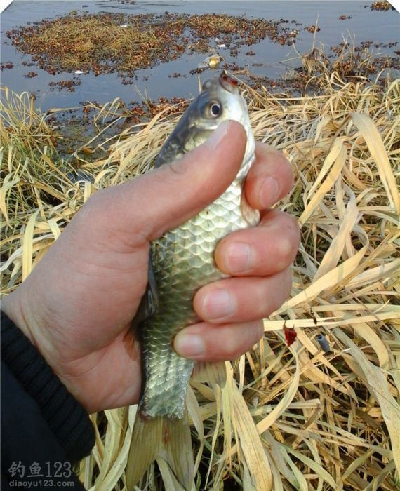 野釣新釣點(diǎn)爆釣鯽魚連連入護(hù)惹人喜