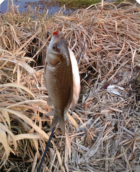 野釣新釣點爆釣鯽魚連連入護惹人喜