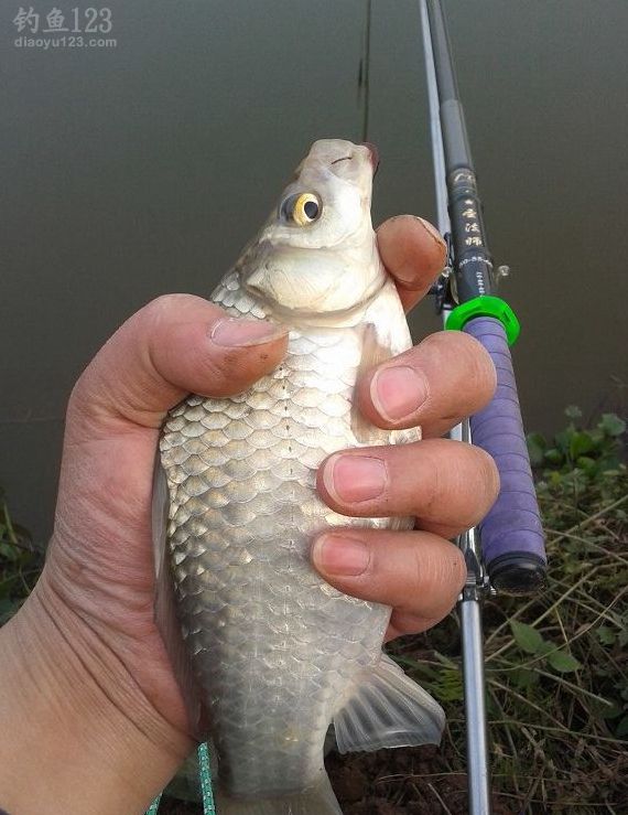 2014年末水庫(kù)垂釣鯽魚(yú)封竿之戰(zhàn)