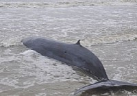 台风威马逊席卷广东海陵岛虎头鲸被推上岸