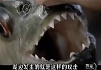 《河中巨怪》第一季 第1集 食人鱼的进攻视频