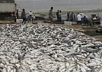 临沂费县上冶水库数万斤养殖鱼因缺氧大量死亡