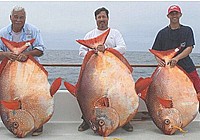 美国海钓爱好者一天钓获3条大型月亮鱼