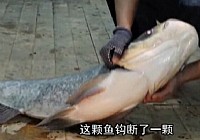 《釣友原創(chuàng)釣魚視頻》夜釣萬峰湖擒獲35斤大鰱鳙魚