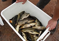 繼光水庫狂釣鯉魚40斤