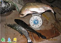 钓友使用鱼猎人路亚竿在荆州水库路亚15斤翘嘴