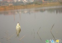芭蕉湖邊冬季釣鯽魚