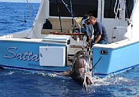 美国父子三人在佛罗里达海岸钓获628斤重剑鱼