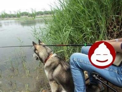 狗狗钓鱼