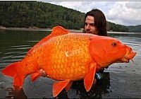法国钓鱼爱好者捕到逾13公斤重金鱼