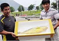 台州渔民捕获野生大黄鱼