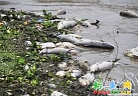 大量死鱼惊现赣江河段