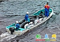 日本每年猎杀2万余条海豚小鲸
