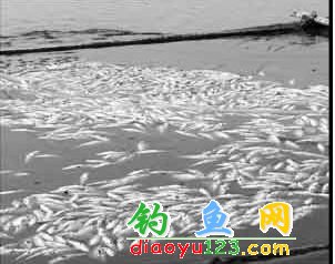 新泰祝福水庫(kù)死魚(yú)一片