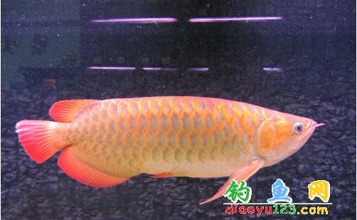 紅龍魚