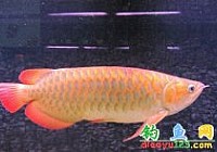 煙臺(tái)一條紅龍魚(yú)要價(jià)66萬(wàn)