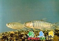 馬口魚(yú)桃花魚(yú)、山[魚(yú)感]