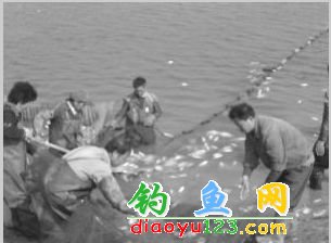 魚塘死魚