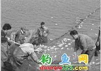 魚塘12萬斤魚一夜死光