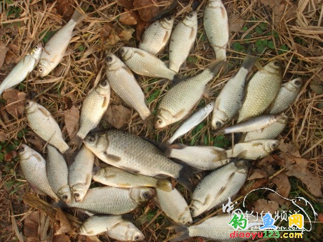 蘭頓河釣魚收獲