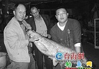 釣友在九龍江釣起50斤大青魚