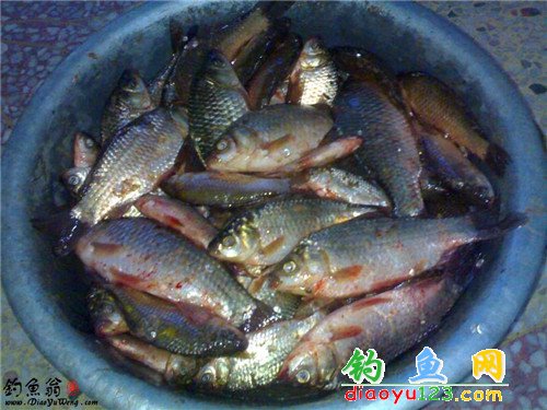 東河釣鯽魚