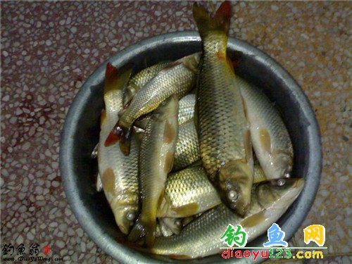 东河钓鲤鱼