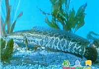 乌鳢(黑鱼)乌鱼|乌棒|蛇头鱼介绍