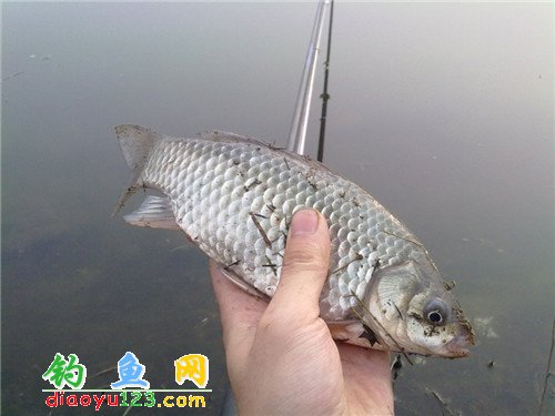 魯班水庫(kù)釣鯽魚(yú)