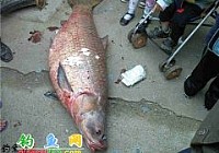 釣友在廣西賀州龜石水庫釣起93斤大青魚