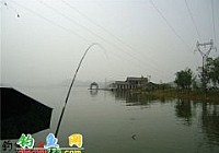 钓友老王在黄石磁湖用十三米手竿钓获40斤大青鱼
