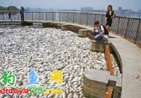 武漢南湖出現(xiàn)20萬斤死魚