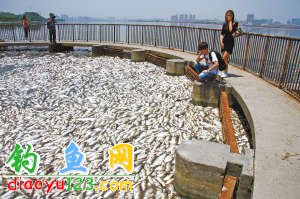 武汉南湖漂浮的死鱼