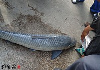 釣友用12米手竿螺螄肉作魚餌在磁湖釣獲25斤鯖鯇