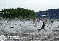 亞洲鯉魚侵占美國五大湖