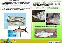 水庫垂釣土鯪魚的技巧和方法