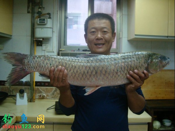 14斤大草魚