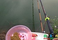 釣魚塘成功150元每小時釣獲草魚鯉魚92斤