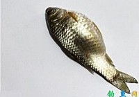 山東一釣友釣到大肚鯽魚肚內(nèi)長(zhǎng)滿面條蟲