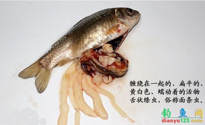 鱼肚子里的寄生虫图片图片