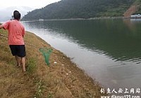 白龙湖4.5米矶竿擒获22斤大草鱼