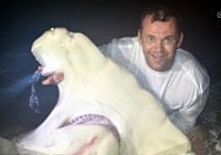 美国男子在钓鲨鱼大赛中钓获900斤重大鲨鱼